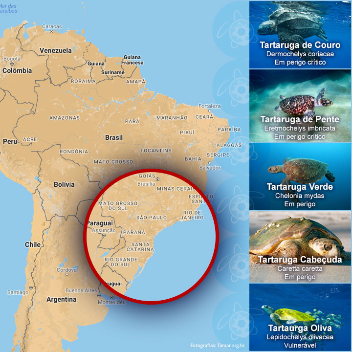 Espécies de tartarugas no sul de Brasil